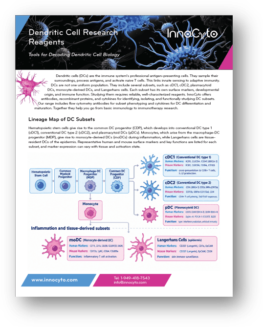 Dendritic Cell Research Reagents