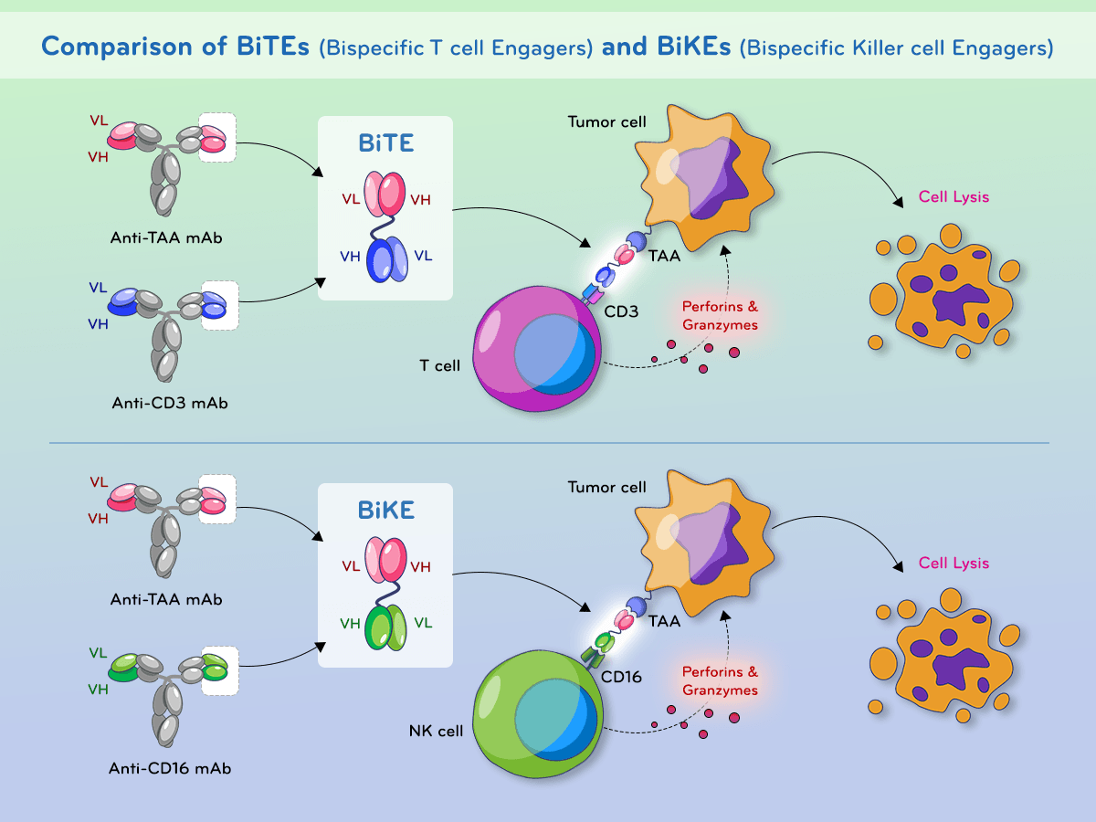 A comparison of BiTEs and BiKEs