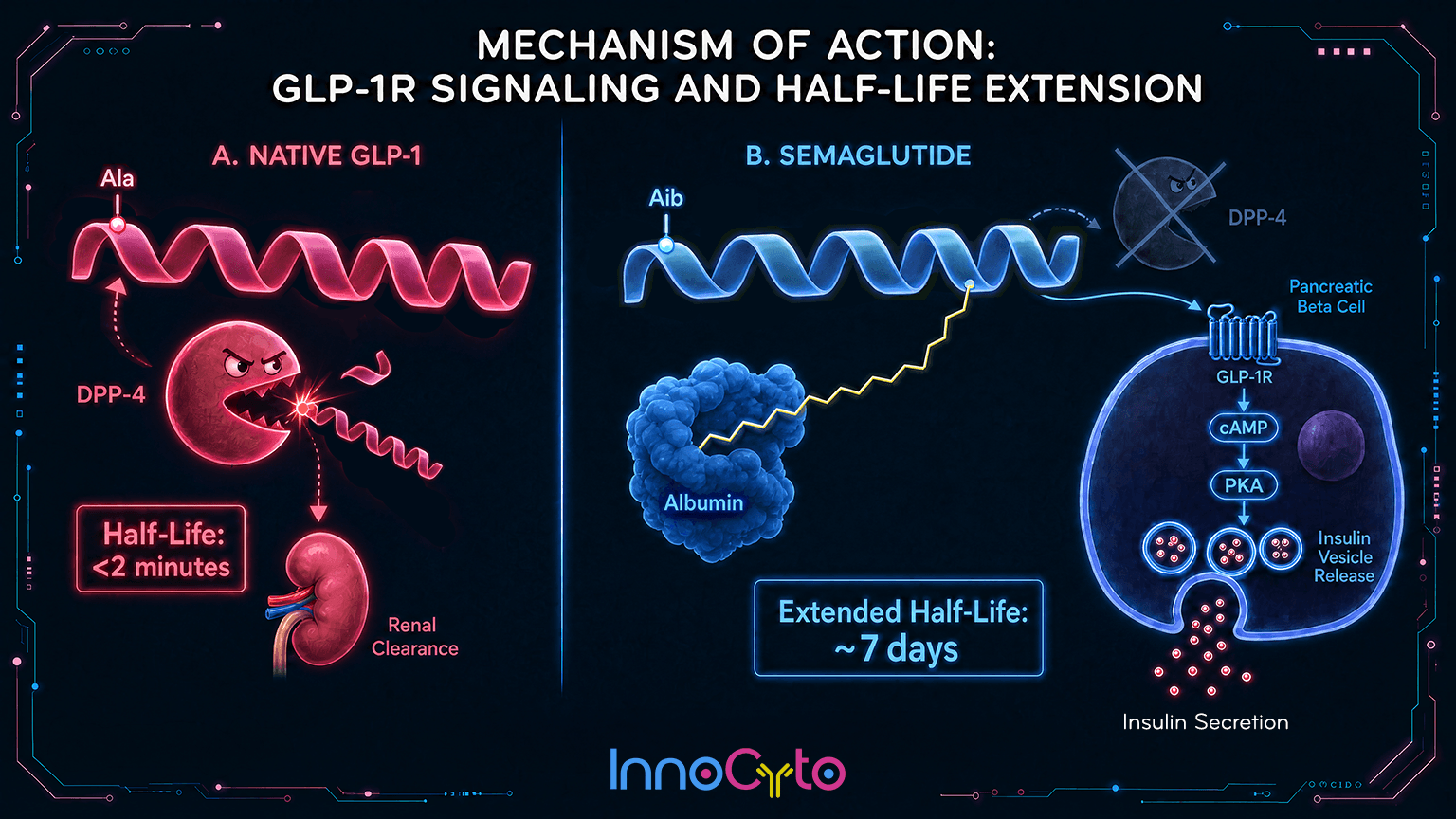 GLP1 Semaglutide Mechanism