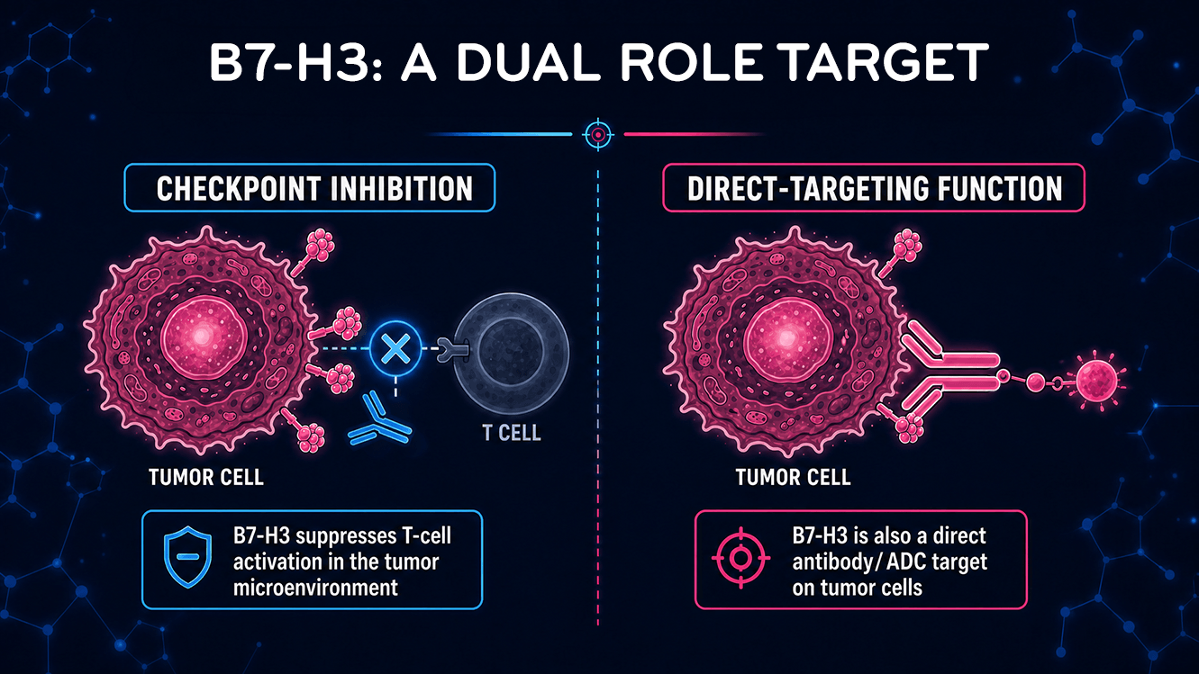B7-H3 Dual Role Target